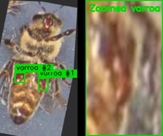 Varroa-on-bee detection example