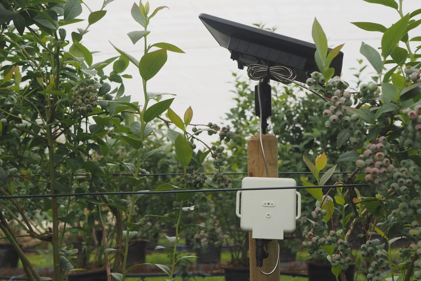 AgriSound field sensor/product setup