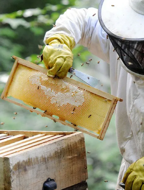 ApiaryBook apiary form