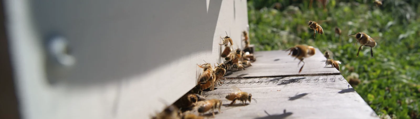 Hivemind hive entrance / strength-monitor context