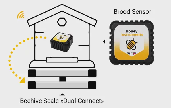 HoneyInstruments brood sensor in hive