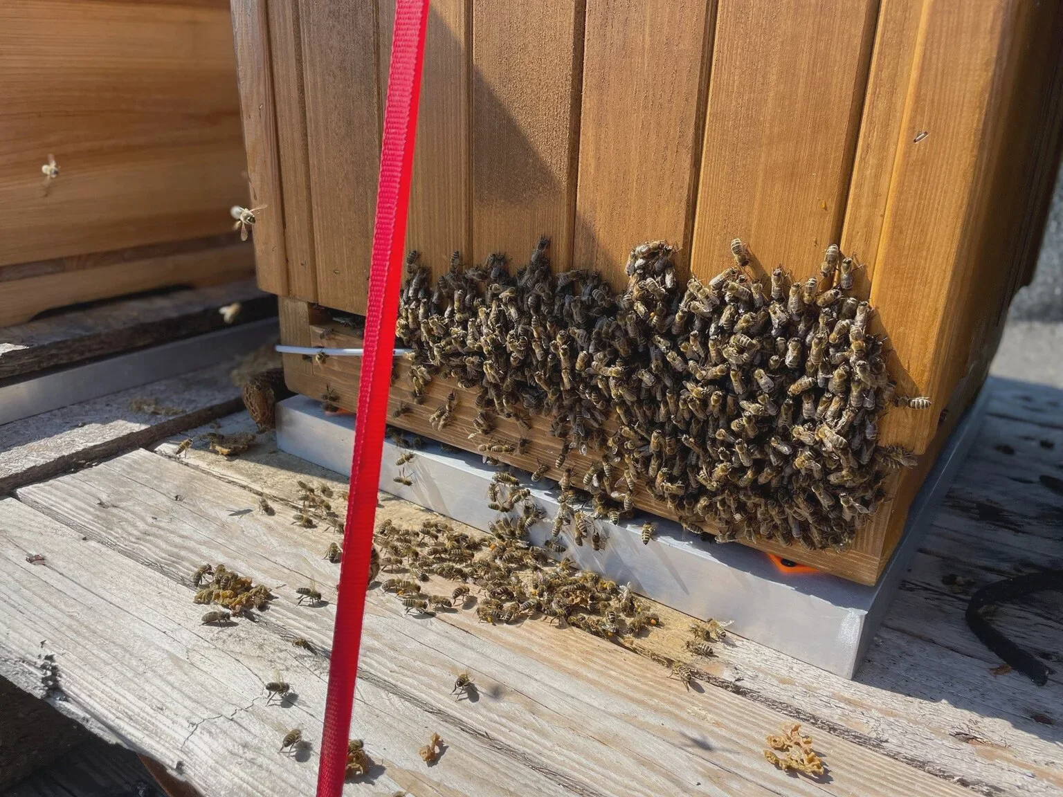 BeeHUB scale under hive
