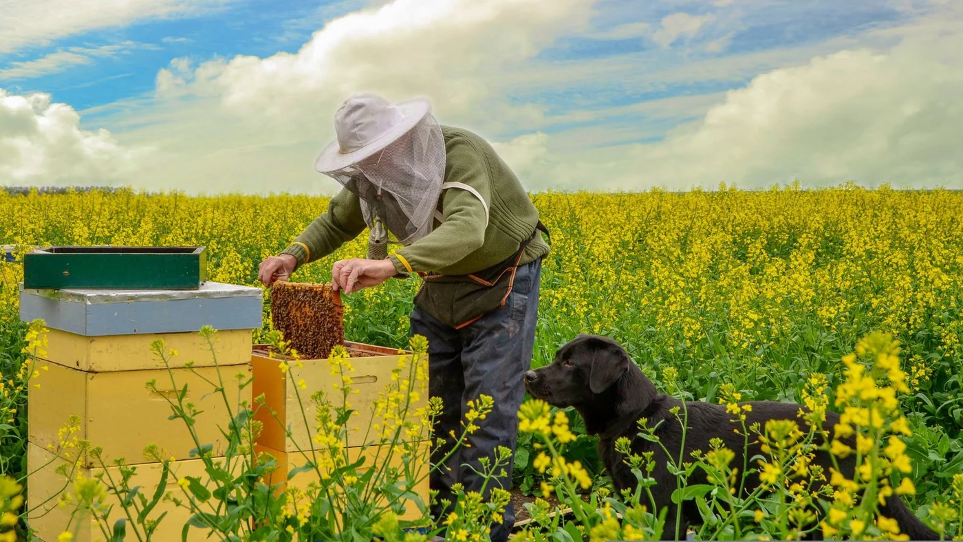 Dog with bees
