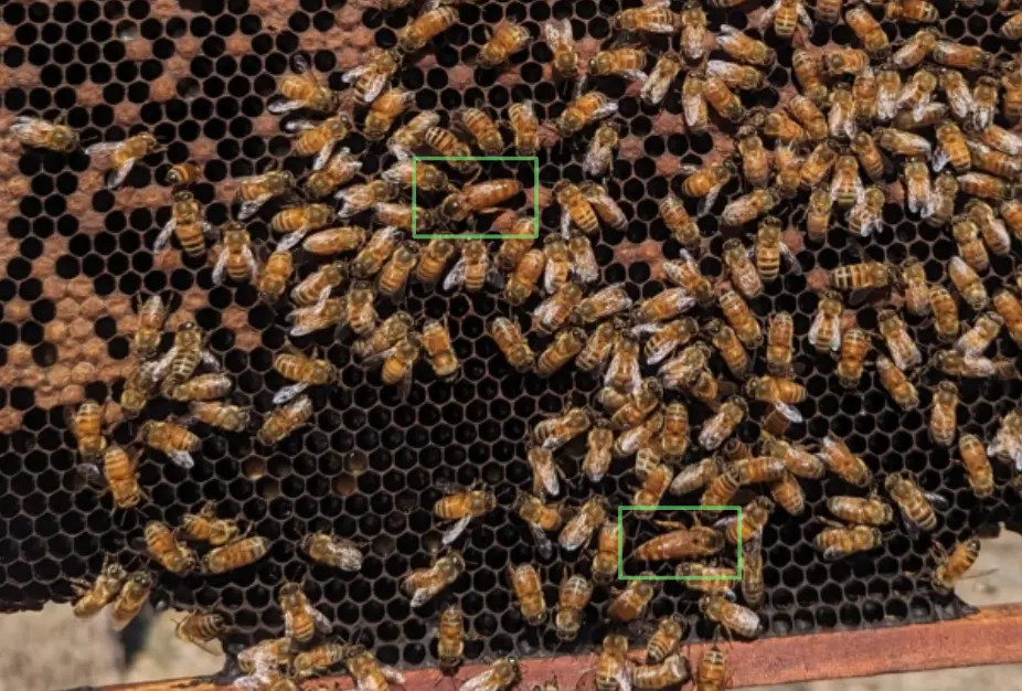 Queen detection