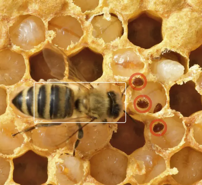 Varroa detection